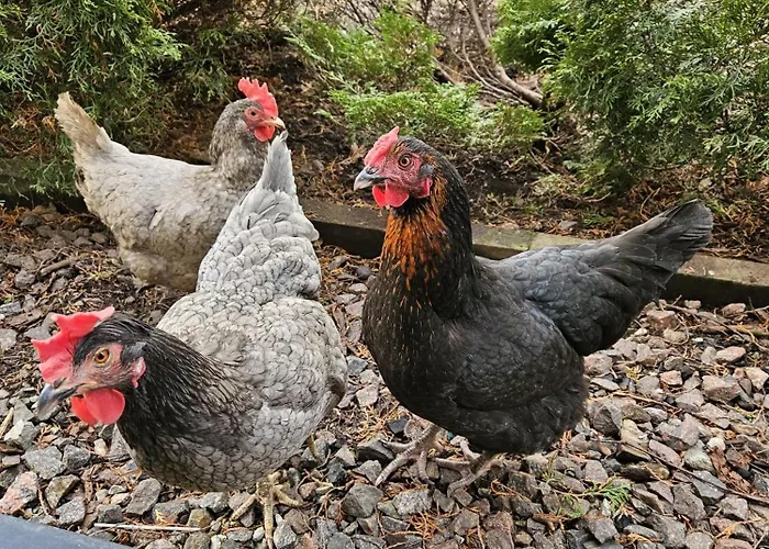 Tallinnhousing Knights And Nobility -3 Bdr * Tallinn